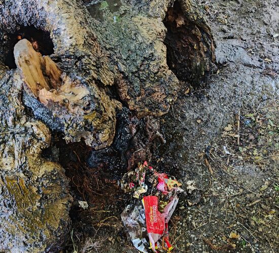 Es liegt teilweise angebrannter Müll vor dem gelöschten Wurzelstock
